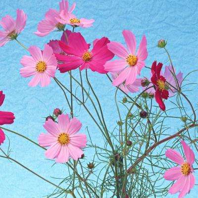 萌菌大作战2手游下载